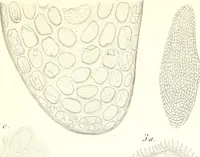 An illustration from Nouveau manuel complet de l'observateur au microscope (1843)