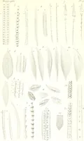 An illustration from Nouveau manuel complet de l'observateur au microscope (1843)