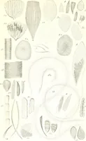 An illustration from Nouveau manuel complet de l'observateur au microscope (1843)