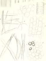 An illustration from Nouveau manuel complet de l'observateur au microscope (1843)