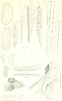 An illustration from Nouveau manuel complet de l'observateur au microscope (1843)