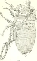 An illustration from Nouveau manuel complet de l'observateur au microscope (1843)