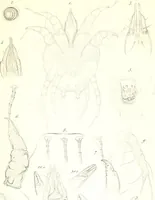 An illustration from Nouveau manuel complet de l'observateur au microscope (1843)