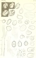 An illustration from Nouveau manuel complet de l'observateur au microscope (1843)