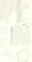 An illustration from Nouveau manuel complet de l'observateur au microscope (1843)