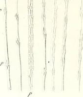 An illustration from Nouveau manuel complet de l'observateur au microscope (1843)