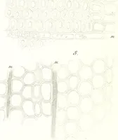 An illustration from Nouveau manuel complet de l'observateur au microscope (1843)