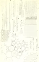 An illustration from Nouveau manuel complet de l'observateur au microscope (1843)