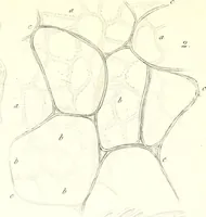 An illustration from Nouveau manuel complet de l'observateur au microscope (1843)