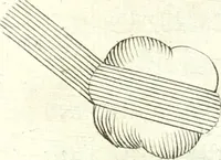 Picture 24 of 29 from Nouvelles observations et coniectvres svr l'iris (1650), leaf 318