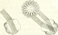 Picture 25 of 29 from Nouvelles observations et coniectvres svr l'iris (1650), leaf 318