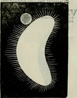 Picture 45 of 66 from Novae coelestium terrestriumq[ue] rerum observationes : et fortasse hactenus non uulgatae (1646), leaf 114