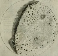 Picture 27 of 66 from Novae coelestium terrestriumq[ue] rerum observationes : et fortasse hactenus non uulgatae (1646), leaf 82