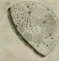 An illustration from Novae coelestium terrestriumq[ue] rerum observationes : et fortasse hactenus non uulgatae (1646)