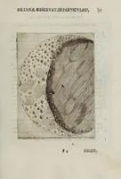 Picture 10 of 39 from Novae coelestivm terrestrivmq; rervm observationes, et fortasse hactenus non uulgatae (1646), leaf 47