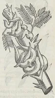 Picture 7 of 55 from Nova plantarum, animalium et mineralium Mexicanorum historia (1651), leaf 110