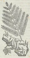 Picture 8 of 55 from Nova plantarum, animalium et mineralium Mexicanorum historia (1651), leaf 110