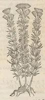 An illustration from Nova plantarum, animalium et mineralium Mexicanorum historia (1651)