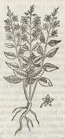 Picture 10 of 55 from Nova plantarum, animalium et mineralium Mexicanorum historia (1651), leaf 139