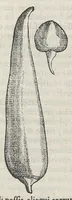 Picture 11 of 55 from Nova plantarum, animalium et mineralium Mexicanorum historia (1651), leaf 160