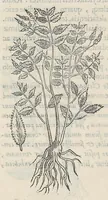 Picture 12 of 55 from Nova plantarum, animalium et mineralium Mexicanorum historia (1651), leaf 166