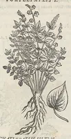 Picture 13 of 55 from Nova plantarum, animalium et mineralium Mexicanorum historia (1651), leaf 174