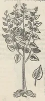 An illustration from Nova plantarum, animalium et mineralium Mexicanorum historia (1651)