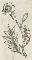 Picture 15 of 55 from Nova plantarum, animalium et mineralium Mexicanorum historia (1651), leaf 180