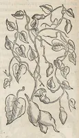 Picture 16 of 55 from Nova plantarum, animalium et mineralium Mexicanorum historia (1651), leaf 188