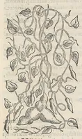 Picture 17 of 55 from Nova plantarum, animalium et mineralium Mexicanorum historia (1651), leaf 188
