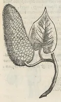 Picture 18 of 55 from Nova plantarum, animalium et mineralium Mexicanorum historia (1651), leaf 188
