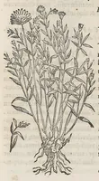 Picture 19 of 55 from Nova plantarum, animalium et mineralium Mexicanorum historia (1651), leaf 221
