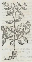 Picture 20 of 55 from Nova plantarum, animalium et mineralium Mexicanorum historia (1651), leaf 228