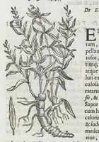 Picture 22 of 55 from Nova plantarum, animalium et mineralium Mexicanorum historia (1651), leaf 234