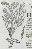 Picture 24 of 55 from Nova plantarum, animalium et mineralium Mexicanorum historia (1651), leaf 261