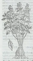 Picture 25 of 55 from Nova plantarum, animalium et mineralium Mexicanorum historia (1651), leaf 272