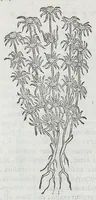 Picture 27 of 55 from Nova plantarum, animalium et mineralium Mexicanorum historia (1651), leaf 278