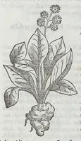 An illustration from Nova plantarum, animalium et mineralium Mexicanorum historia (1651)