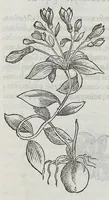 Picture 29 of 55 from Nova plantarum, animalium et mineralium Mexicanorum historia (1651), leaf 291