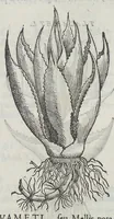 Picture 30 of 55 from Nova plantarum, animalium et mineralium Mexicanorum historia (1651), leaf 297