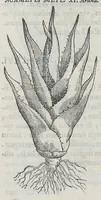 Picture 31 of 55 from Nova plantarum, animalium et mineralium Mexicanorum historia (1651), leaf 297