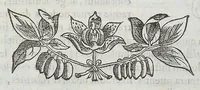 An illustration from Nova plantarum, animalium et mineralium Mexicanorum historia (1651)