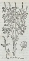 Picture 33 of 55 from Nova plantarum, animalium et mineralium Mexicanorum historia (1651), leaf 317