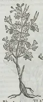 An illustration from Nova plantarum, animalium et mineralium Mexicanorum historia (1651)
