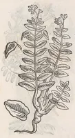 Picture 35 of 55 from Nova plantarum, animalium et mineralium Mexicanorum historia (1651), leaf 386