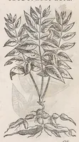 Picture 36 of 55 from Nova plantarum, animalium et mineralium Mexicanorum historia (1651), leaf 386