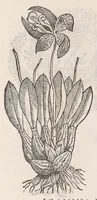 Picture 37 of 55 from Nova plantarum, animalium et mineralium Mexicanorum historia (1651), leaf 392