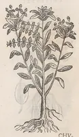 Picture 38 of 55 from Nova plantarum, animalium et mineralium Mexicanorum historia (1651), leaf 392