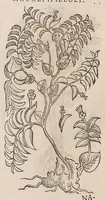 An illustration from Nova plantarum, animalium et mineralium Mexicanorum historia (1651)