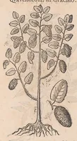 An illustration from Nova plantarum, animalium et mineralium Mexicanorum historia (1651)